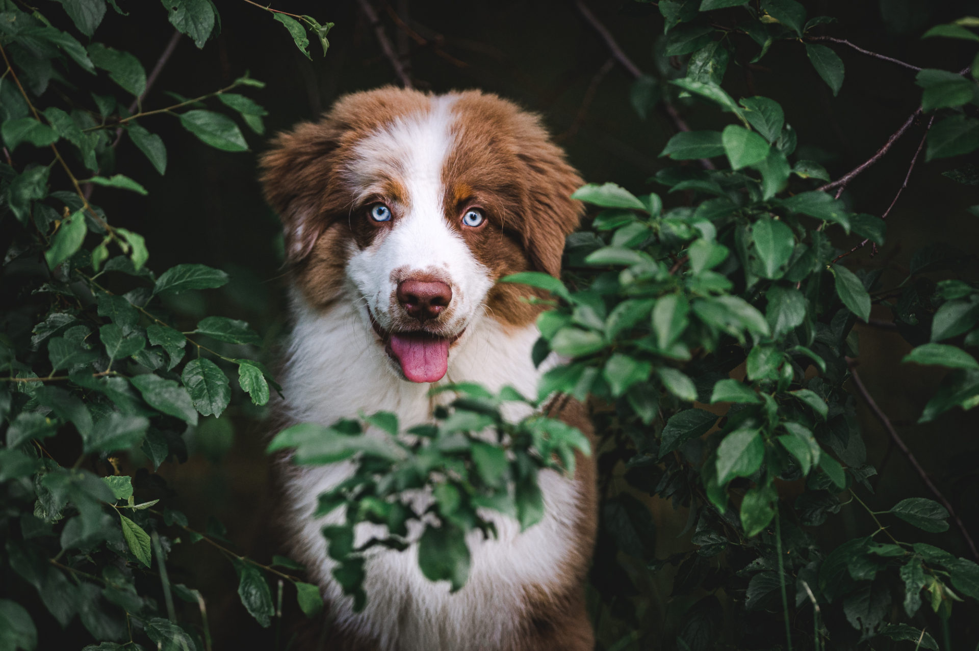 Fellnasenfotografie Hundefotografie Aussie Tessa Trommer Erfurt