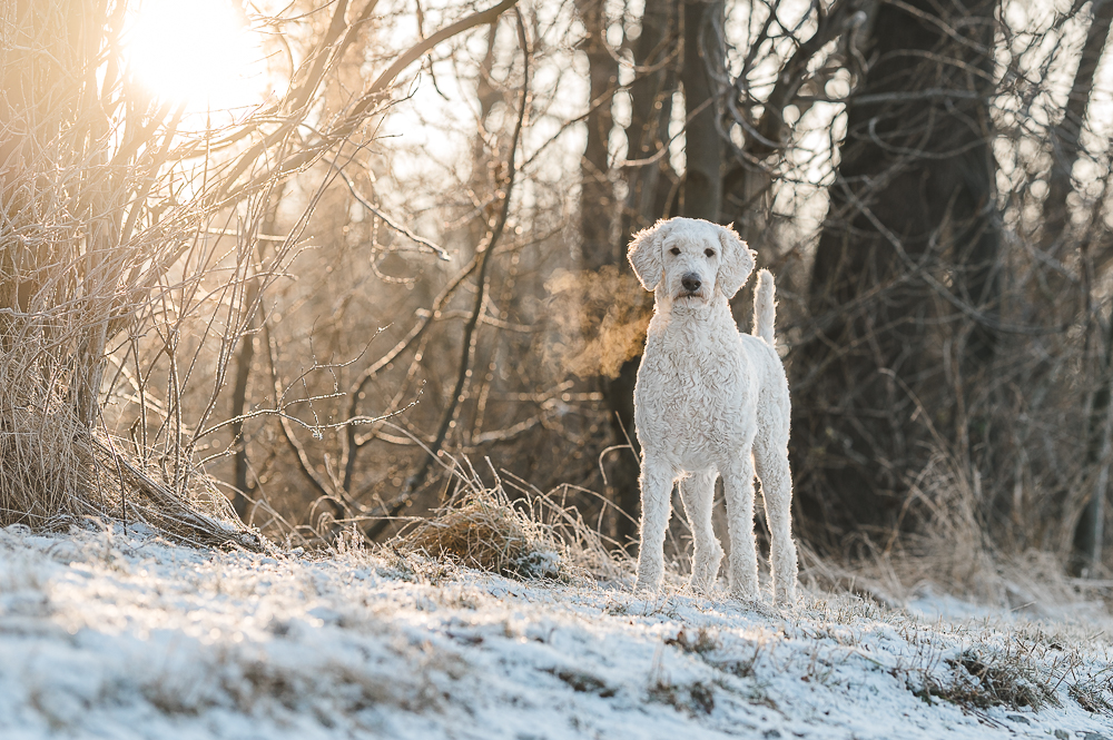Fellnasenfotografie Hundefotografie Goldendoodle Pudel Winter Sonnenaufgang