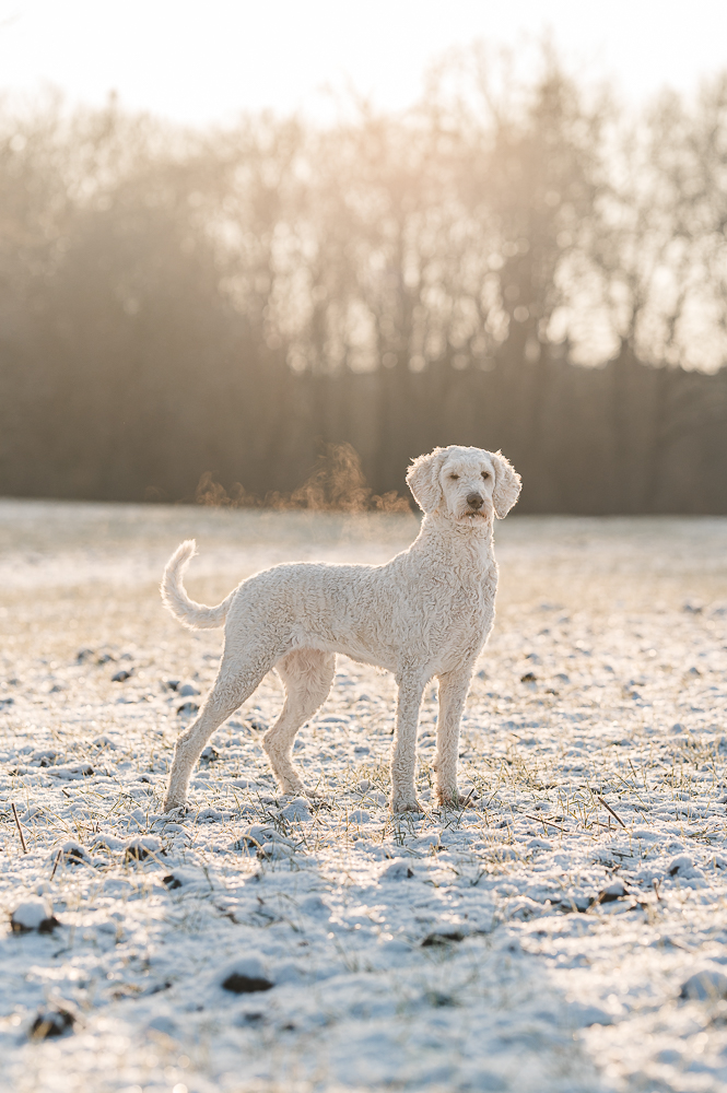 Fellnasenfotografie Hundefotografie Goldendoodle Pudel Winter Sonnenaufgang F1b