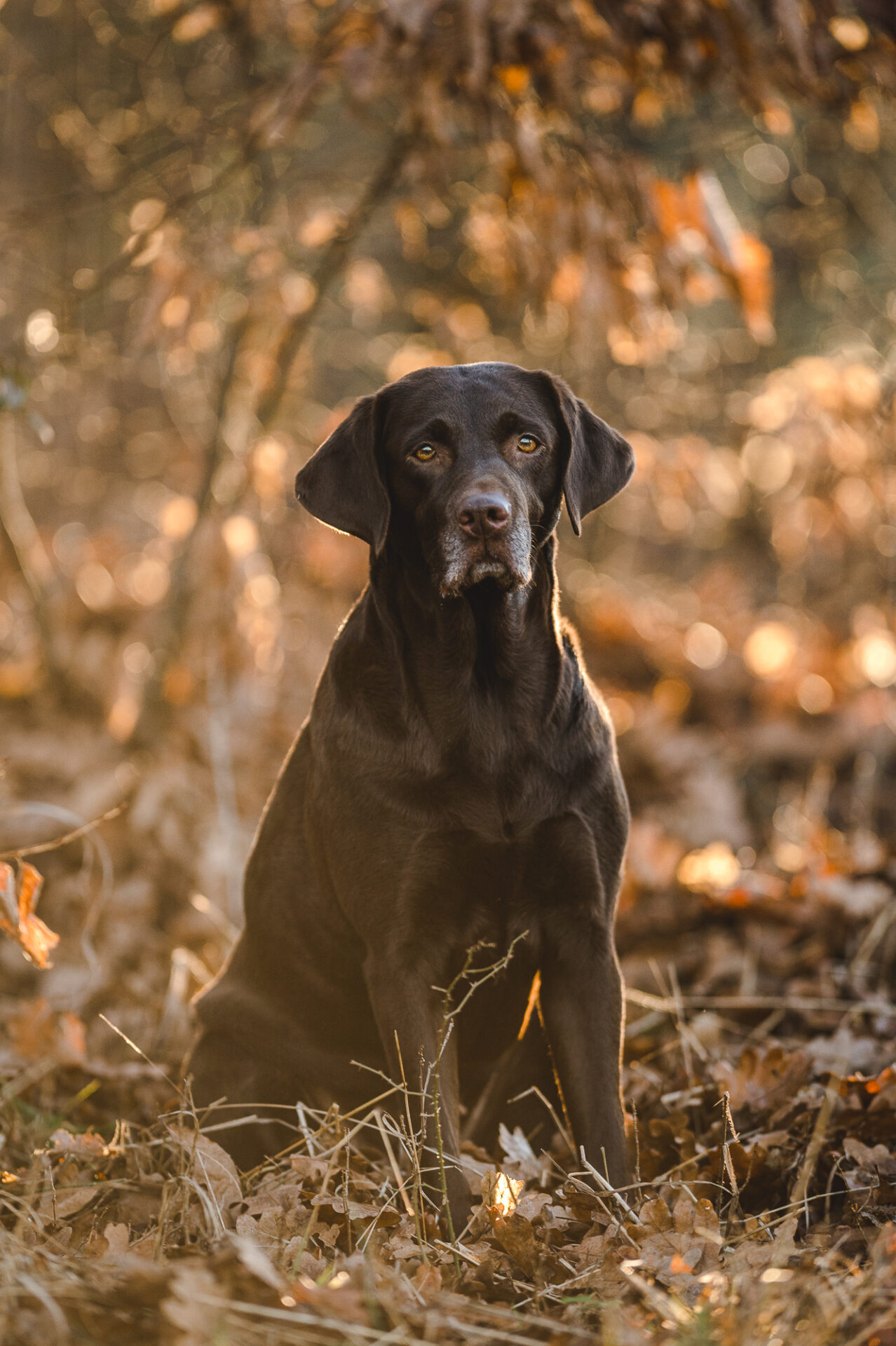 Fellnasenfotografie Hundefotografie Labrador Erfurt Tierfoto Sonnenuntergang