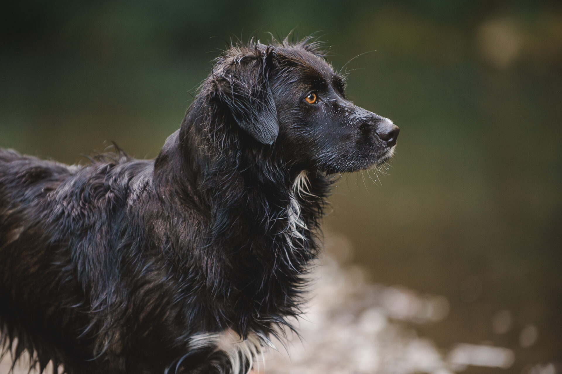 Fellnasenfotografie Hundefotografie Weimar Arnstadt Tierfotografie