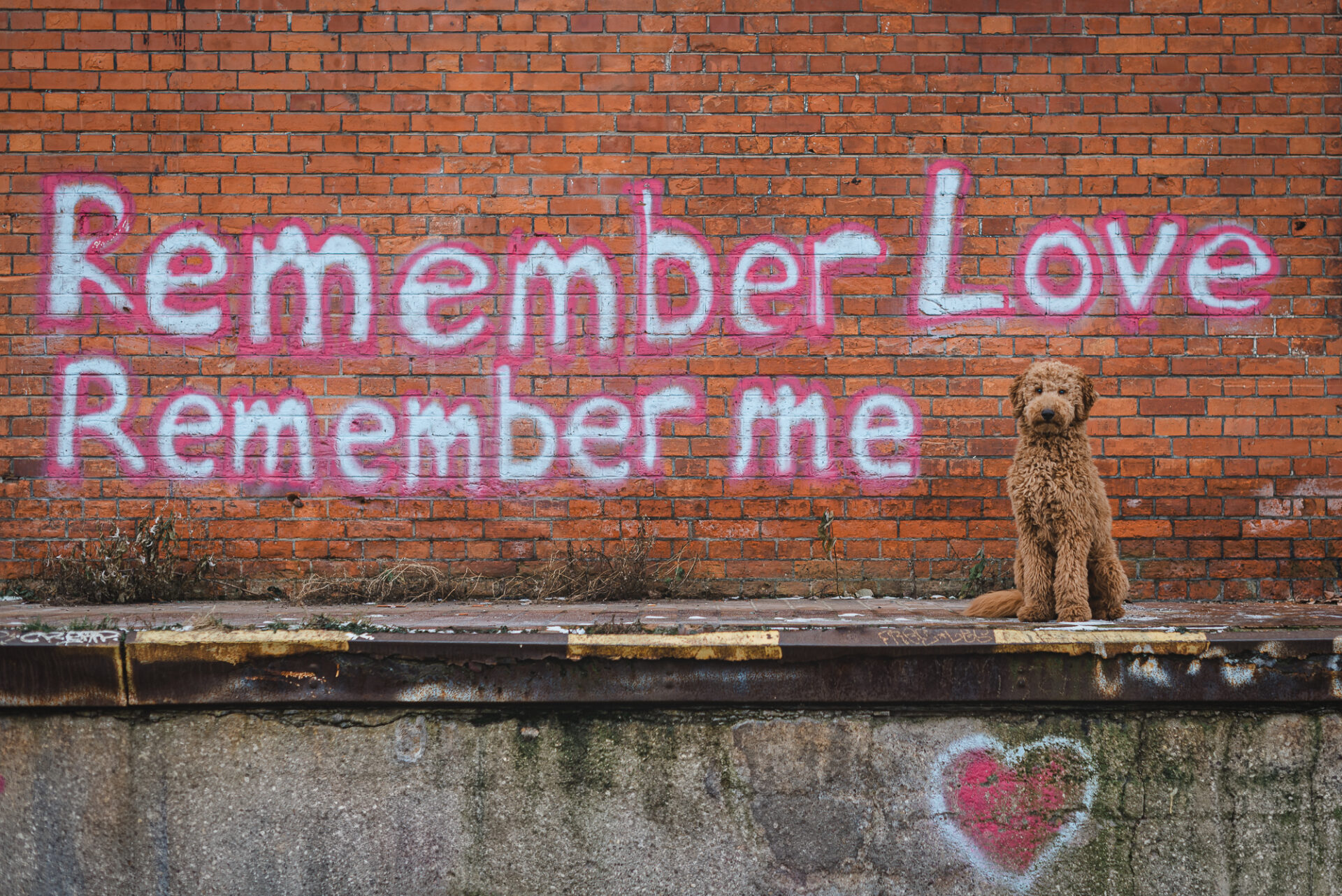 Fellnasenfotografie Tessa Trommer Zughafen Goldendoodle apricot Erfurt (1 von 1)