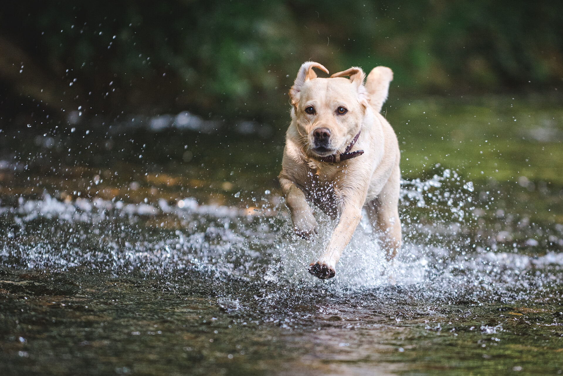 Fellnasenfotografie Tierfotografie Thüringen Labrador Wasser Gera Hunderennen