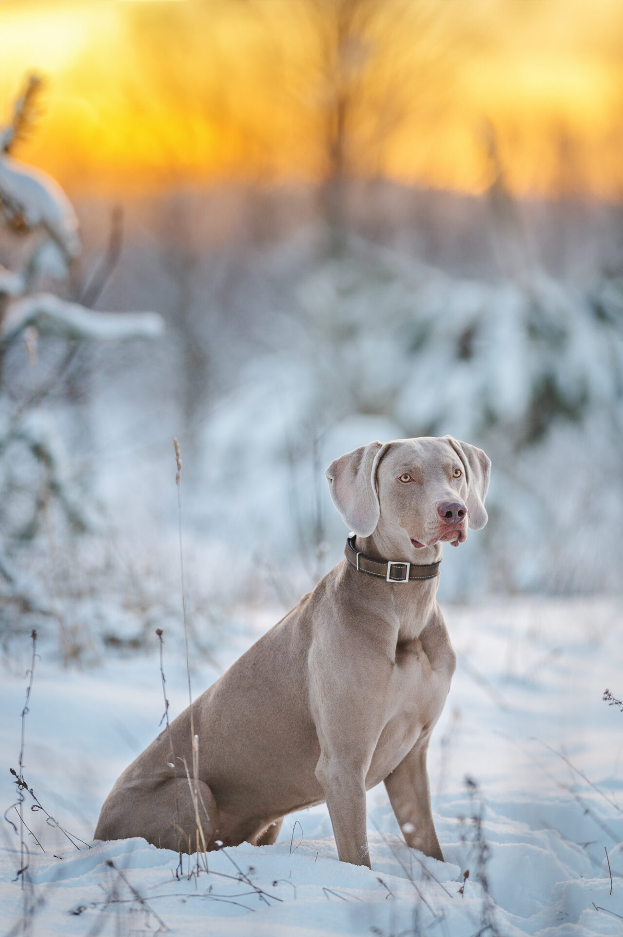 Fellnasenfotografie Weimaraner Wintershooting Erfurt Hundefotografie Schnee