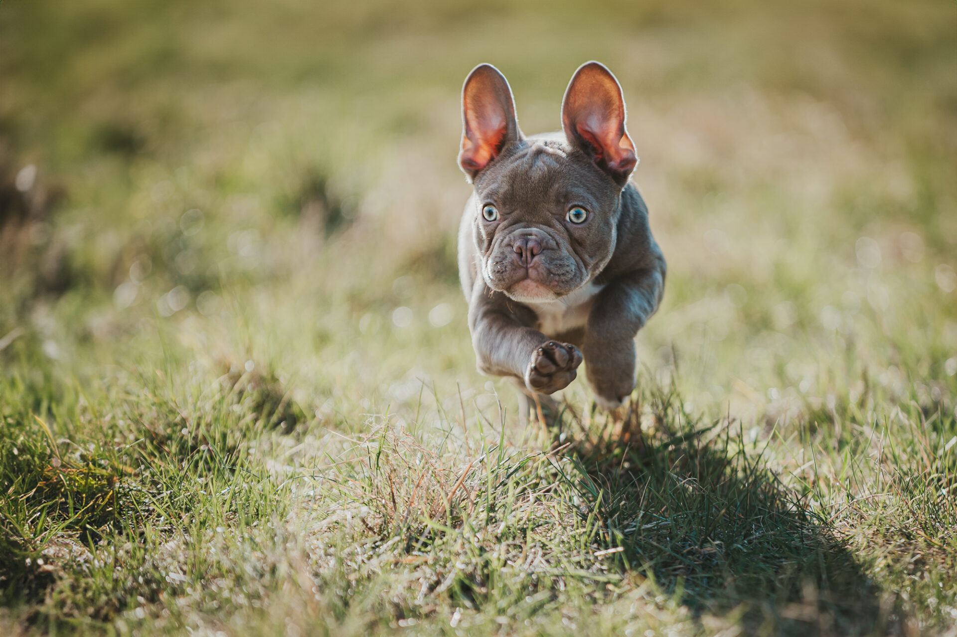 Fellnasenfotografie Hundefotografie Erfurt Weimar Thüringen Französiche Bulldogge Welpe