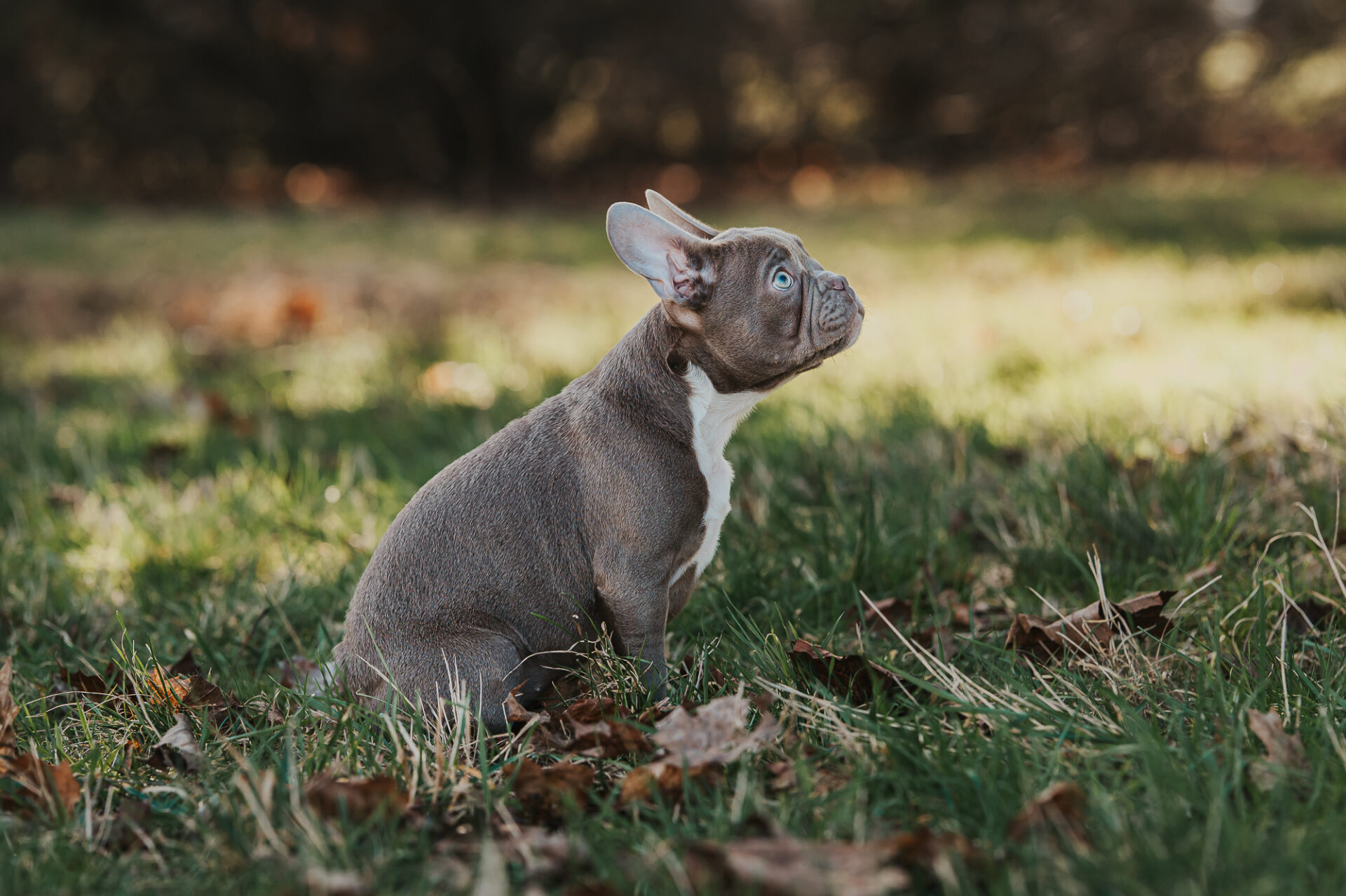 Fellnasenfotografie Hundefotografie Erfurt Weimar Thüringen Französiche Bulldogge Welpe 2